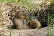 Photo: Family gophers (Ground Squirrel) Family gophers (Ground Squirrel)