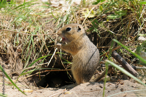 Photo: gopher (Ground Squirrel) gopher (Ground Squirrel)