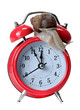 red alarm-bell with snail