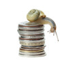 snail on money