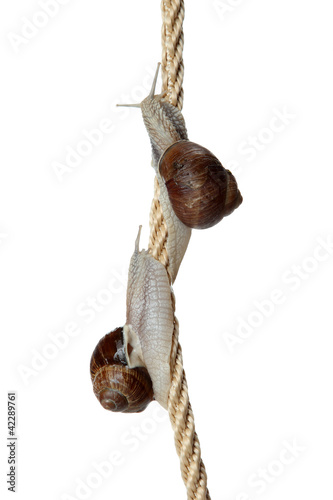Foto: two snails climbing cord two snails climbing cord