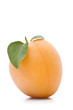 Aprikose