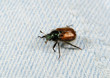lost beetle on blue jeans (garden chafer)