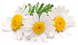 Foto: Macro shot of wild camomiles over white Macro shot of wild camomiles over white