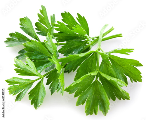 Photo: Bunch of green coriander Bunch of green coriander