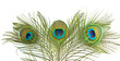 Peacock feather on white background