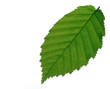 Blatt einer Buche
