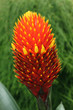 Guzmania