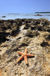 Foto: Shell Sea Star Shell Sea Star