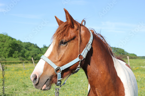 Photo: Pferd mit Zaumzeug Pferd mit Zaumzeug