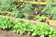haricot vert, tomates, plants