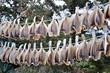 Stockfisch auf einer Leine