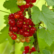 Groseille rouge fond