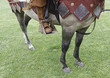 Medieval horse