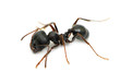 ant isolated on white background