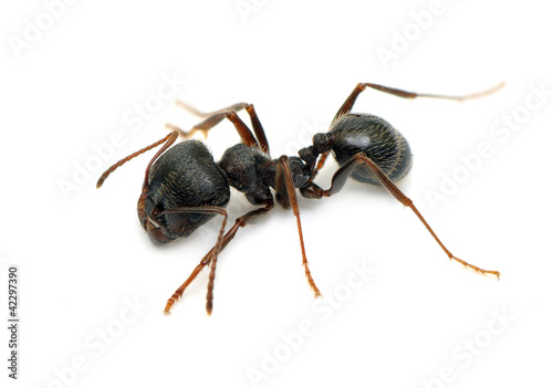 Photo: ant isolated on white background ant isolated on white background