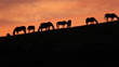Grazing Horses