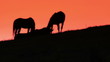 Grazing Horses
