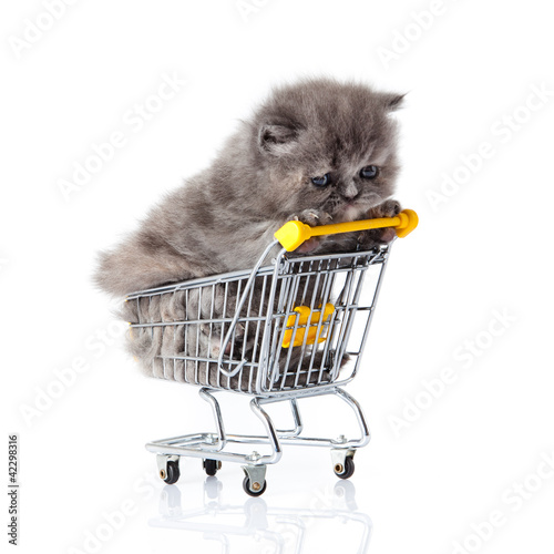 Photo: little kitten sitting in shopping cart isolated on white. little kitten sitting in shopping cart isolated on white.