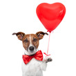 dog in love