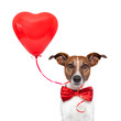 dog in love