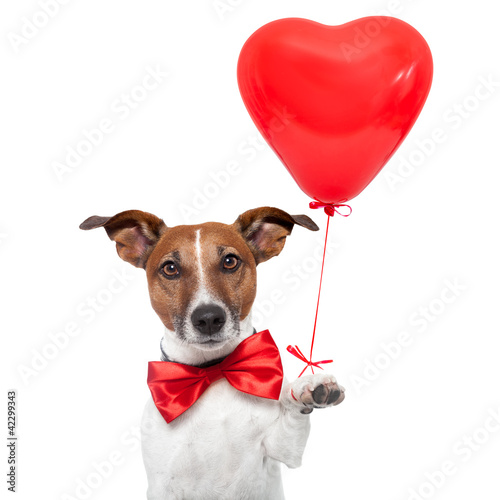 Photo: dog in love dog in love