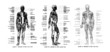 3 Views of the human muscles, full frontal , lateral and rear,