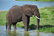 queen Elizabeth National Park, Uganda