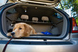 road trip for a dog