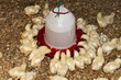 Photo: chicken farm chicken farm