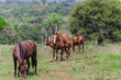 horses