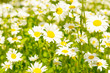 camomiles