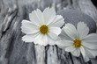 Photo: Spa still with white flower with stone on old wood texture Spa still with white flower with stone on old wood texture