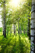 summer birch woods with sun