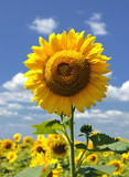sunflower field