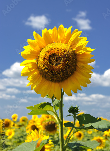 Photo: sunflower field sunflower field