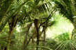 Tropical jungle