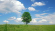Lonely tree on a meadow against sky with clouds