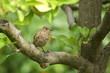 Vogel - Gartenrotschwanz