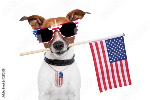 Photo: american dog american dog