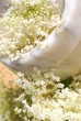Elderflower  medicinal Plants