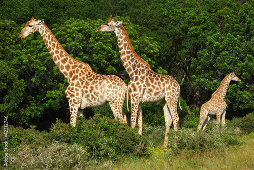 Photo: Giraffes herd Giraffes herd
