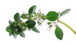 Foto: thyme branch thyme branch