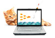 Foto: Goldfish, cat, laptop Goldfish, cat, laptop