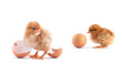 The yellow small chickes with egg