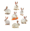 White small rabbit