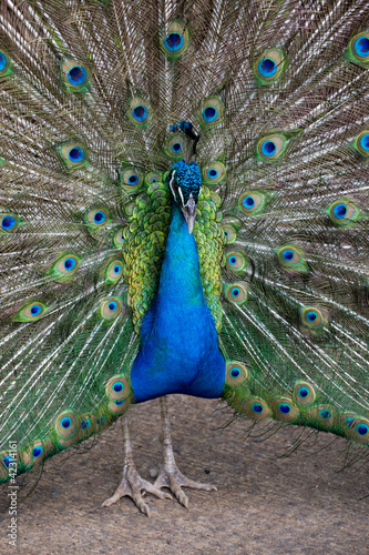 Foto: Preening peacock Preening peacock