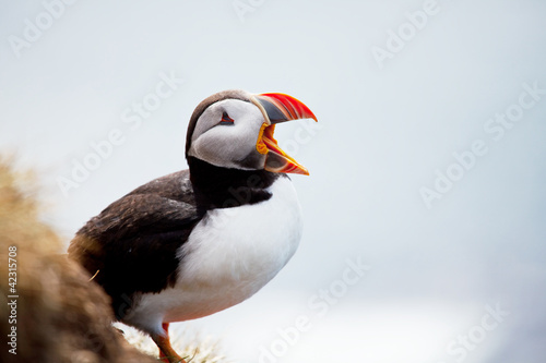 Foto: Puffin Puffin