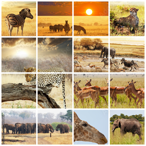 Photo: Safari Safari