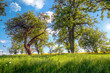 Foto: Sommerwiese HDR Sommerwiese HDR